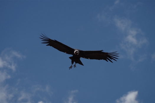 chile_condor.jpg